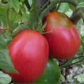 Ukrainian Pear Tomato TM312-10