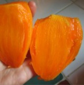 Verna Orange Tomato TM737-10