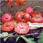 Violaceum Krypni Rozo Tomato TM642-10