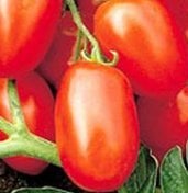 Viva Italia Tomato Seeds TM282-20_Base