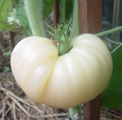White Queen Tomato Seeds