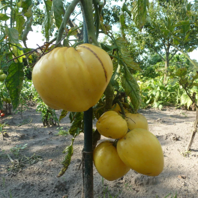 Yellow Oxheart Tomato TM718-20