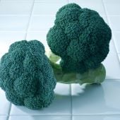 Avenger Broccoli Seeds BR52-100_Base