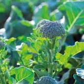 Bella Verde Broccoli Seeds BR68-50_Base