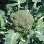 Belstar Broccoli Seeds BR44-100_Base