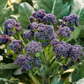 Burgundy Sprouting Broccoli Seeds BR60-25_Base