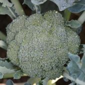 Burney Broccoli Seeds BR69-100_Base
