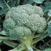 De Cicco Broccoli Seeds BR10-500_Base