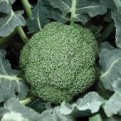 Destiny Broccoli Seeds BR30-25_Base