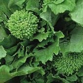 Early Fall Rapini Broccoli Raab Seeds BR27-500_Base