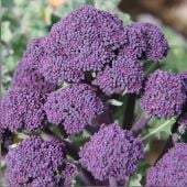 Early Purple Sprouting Broccoli Seeds BR17-500_Base