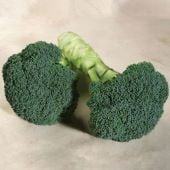 Emerald Crown Broccoli Seeds BR46-100_Base