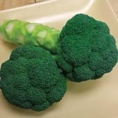 Emerald Star Broccoli Seeds BR70-100_Base