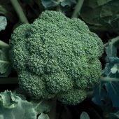 Expo Broccoli Seeds BR71-100_Base