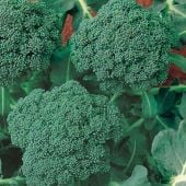 Italian Sprouting Broccoli Seeds BR77-500_Base