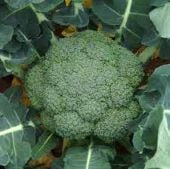 Jet Dome Broccoli Seeds BR74-100_Base