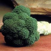 Marathon Broccoli Seeds BR31-100_Base