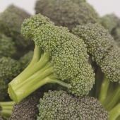 Monflor Broccoli Seeds BR53-100_Base
