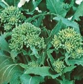 Novantina Riccia di Sarno Broccoli Raab Seeds BR63-100_Base