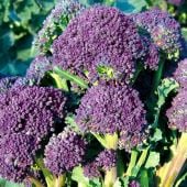 Santee Sprouting Broccoli Seeds BR49-25_Base