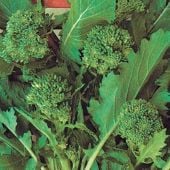 Sessantina Riccia di Sarno Broccoli Raab Seeds BR64-500_Base