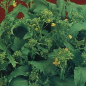 Spring Rapini Broccoli Raab Seeds BR28-500_Base