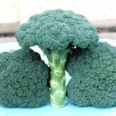 Tendergreen Broccoli Seeds BR36-25_Base