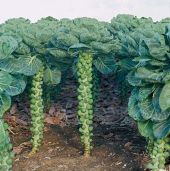Cobus Brussels Sprouts Seeds BS22-50_Base