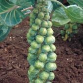 Confidant Brussels Sprouts Seeds BS23-50_Base