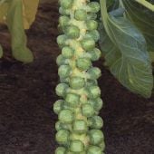 Cryptus Brussels Sprouts Seeds BS18-50_Base
