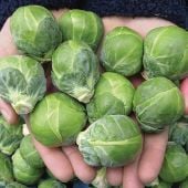 Dagan Brussels Sprouts Seeds BS12-50_Base