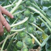Divino Brussels Sprouts Seeds BS10-50_Base