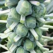 Franklin Brussels Sprouts Seeds BS15-50_Base