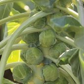 Gladius Brussels Sprouts Seeds BS17-50_Base