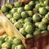 Nautic Brussels Sprouts BS6-50