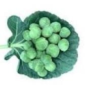 Scorpius Brussels Sprouts BR20-50