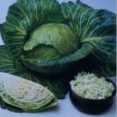 All Seasons Cabbage Seeds CB1-250_Base