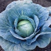 Blue Vantage Cabbage Seeds CB63-50_Base