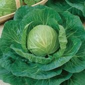 Early Flat Dutch Cabbage Seeds CB49-50_Base