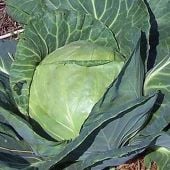 Stein's Late Flat Dutch Cabbage CB34-50