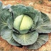 OS Cross Improved Cabbage Seeds CB6-50_Base