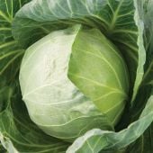 Primo Vantage Cabbage CB61-50