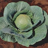 Stonehead Cabbage Seeds CB30-250_Base