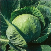 Wisconsin Golden Acre Cabbage CB55-50
