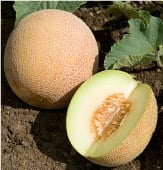 Ananas Melon Seeds CA30-50_Base