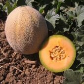Edisto 47 Melon Seeds CA19-50_Base