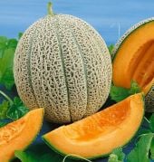 Hale's Best Jumbo Melons CA2-20