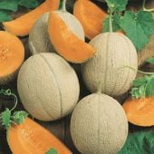 Hearts of Gold Melon Seeds CA3-50_Base