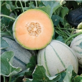 Napoli Melons CA66-20