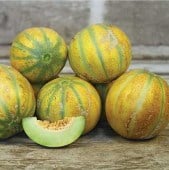 Ogen Israel Melon Seeds CA37-50_Base